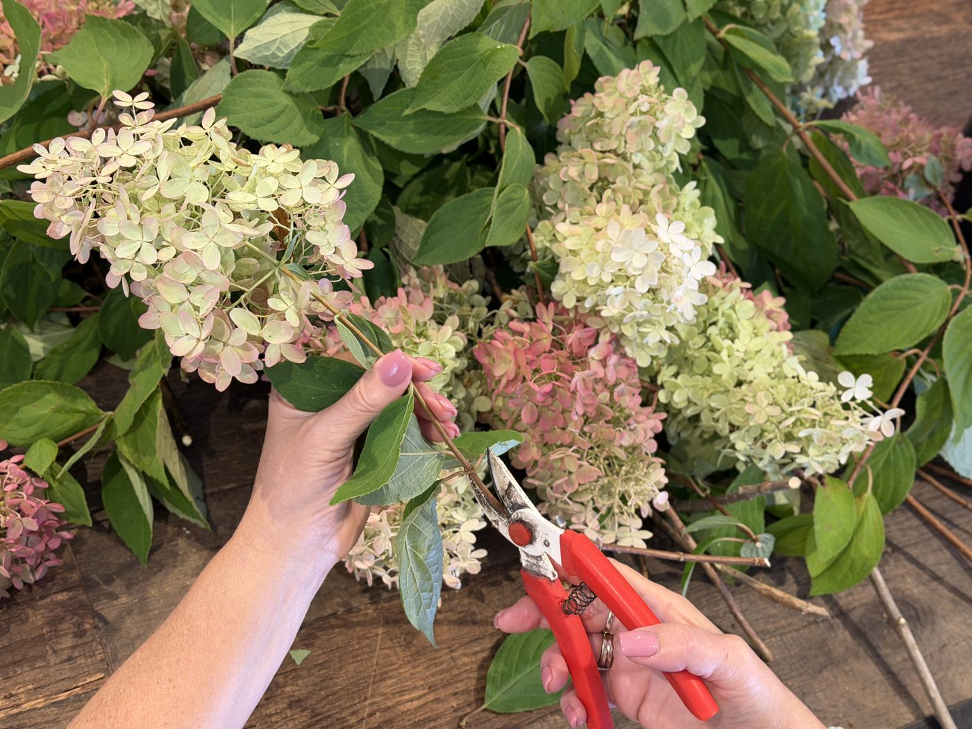 A florist's hands cutting a limelight hydrangea stem with hand pruners at the workbench